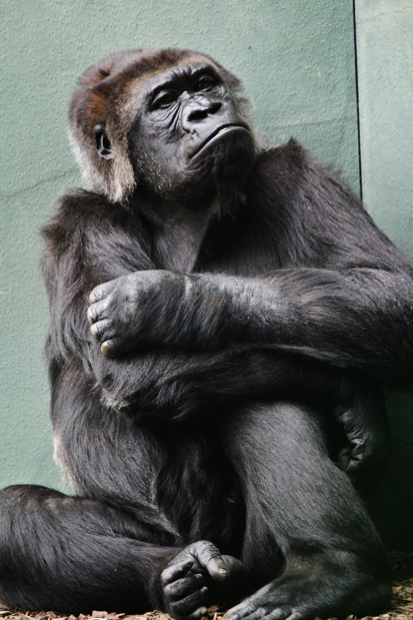 Contemplative gorilla sitting with arms crossed against pale green background.