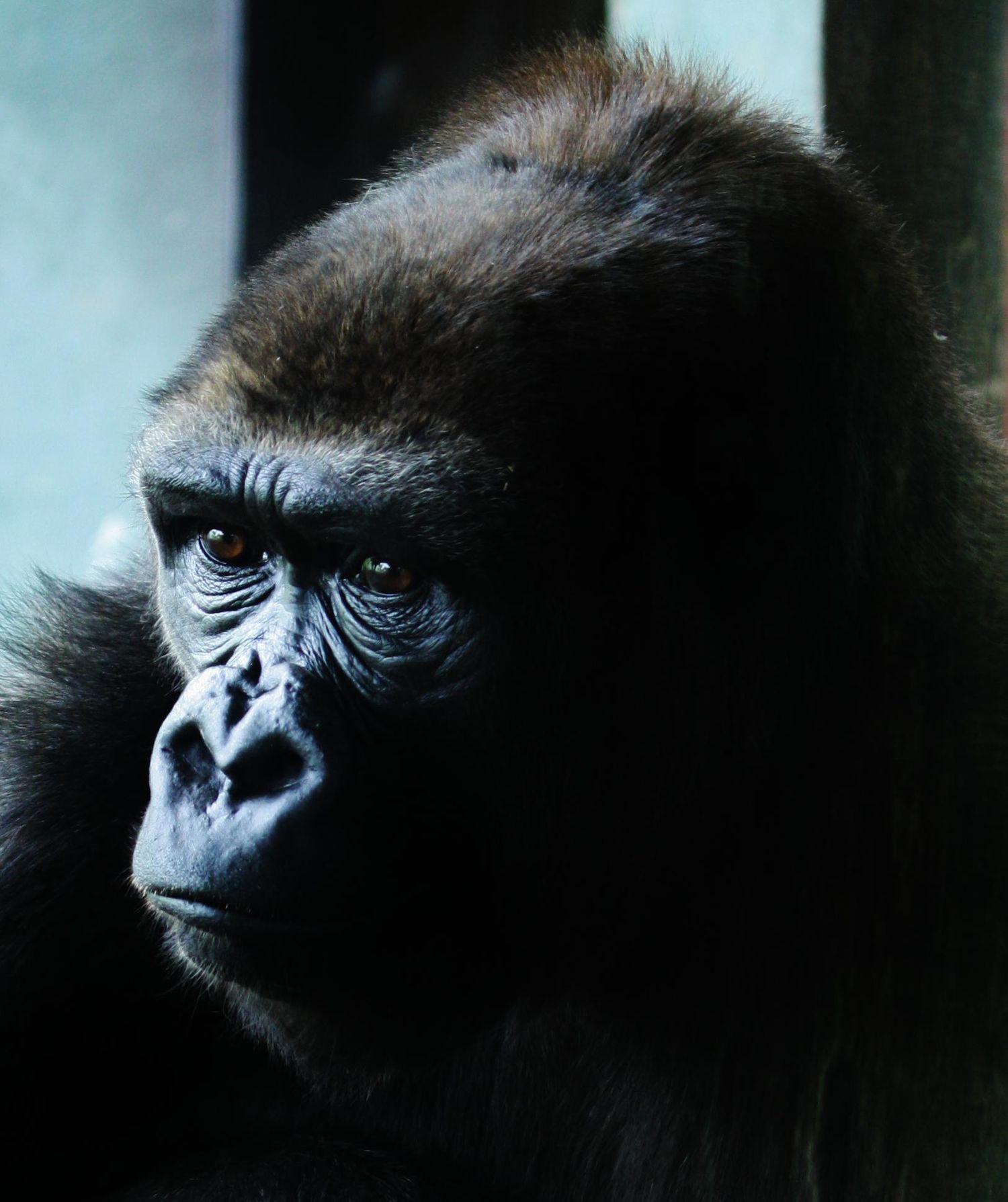 Moody close-up portrait of a gorilla's face with dark eyes in shadowy lighting.