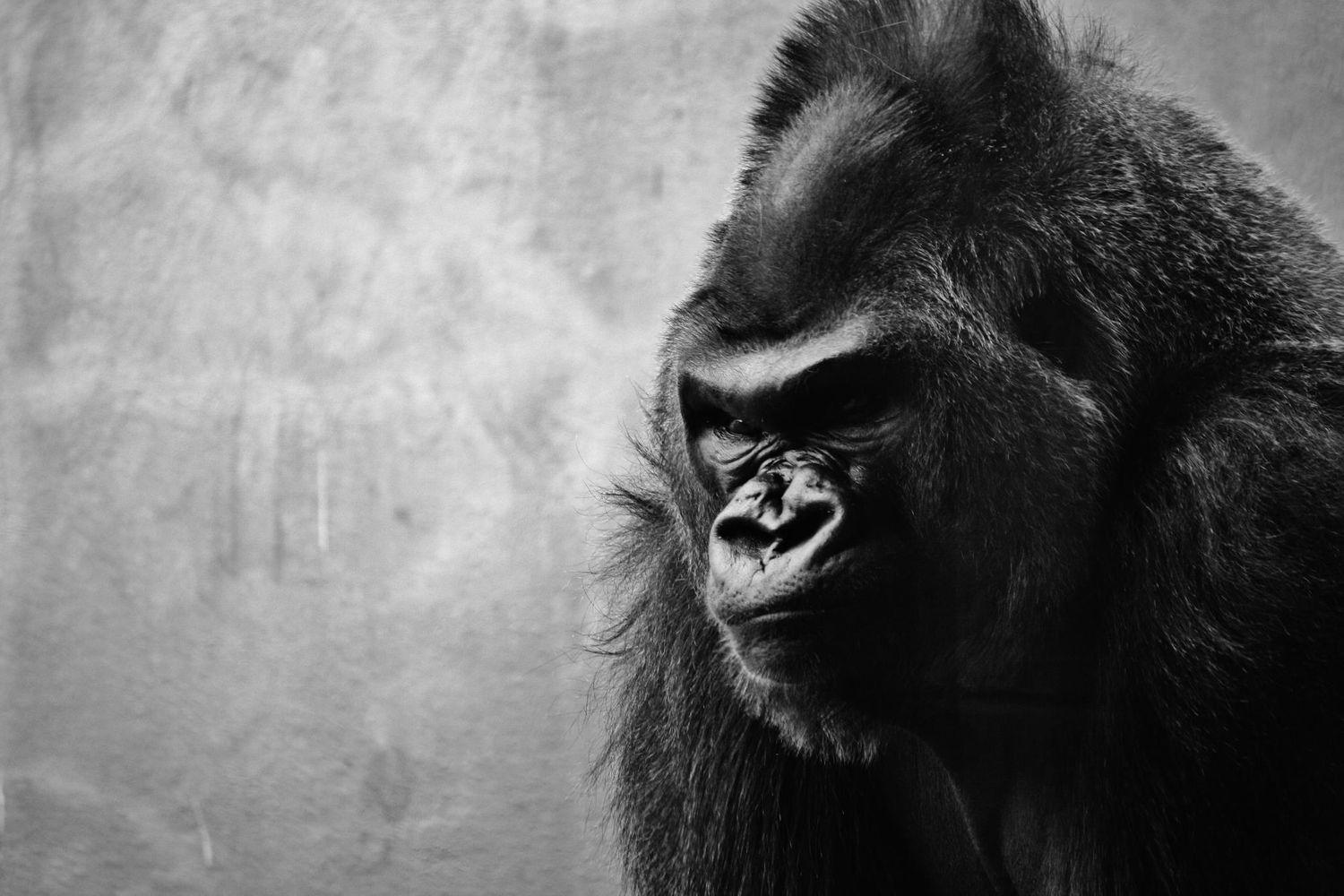 Close-up black and white portrait of a gorilla's face showing intense expression and dark eyes.