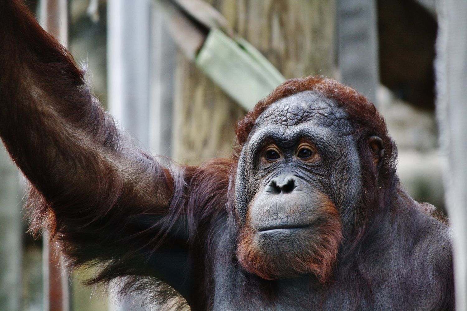 Orangutan reaching out with arm while looking to the side in natural setting.