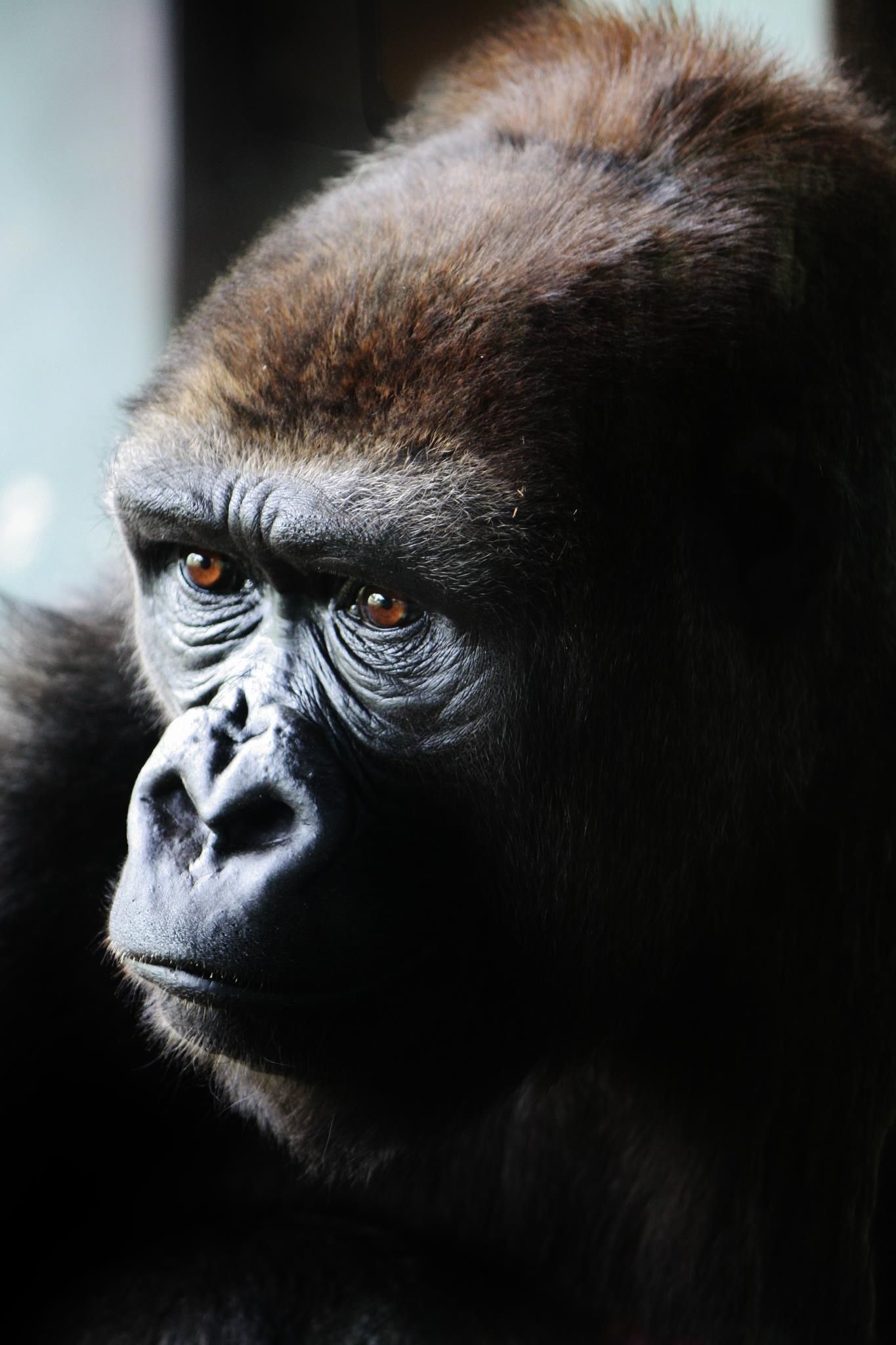 Close-up portrait of a gorilla with amber eyes and thoughtful expression.