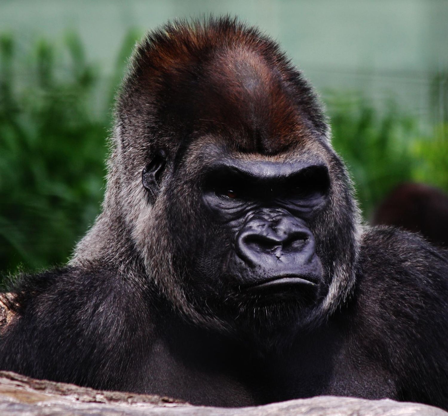Close-up portrait of gorilla's face showing distinctive features.