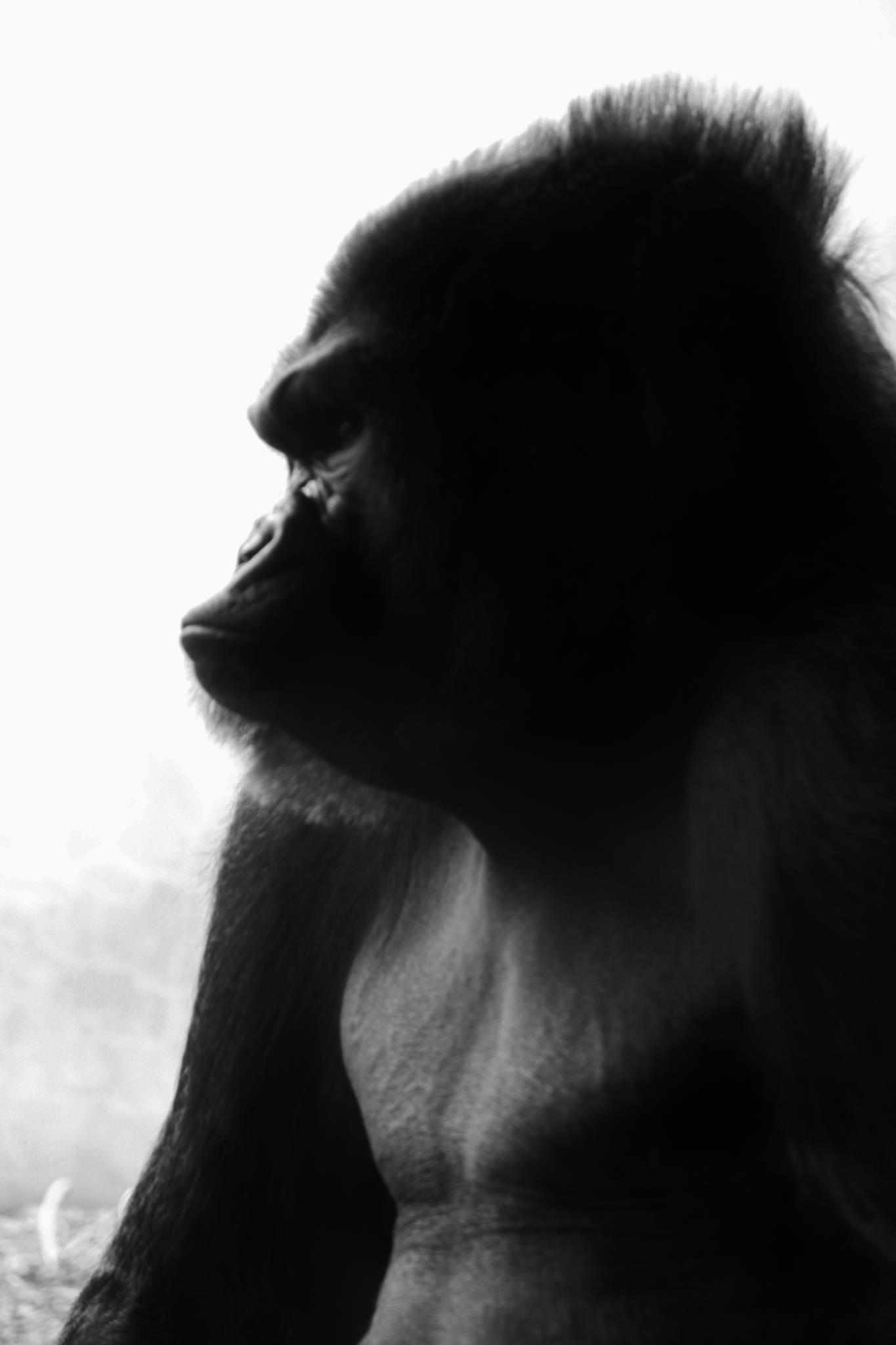 Dramatic silhouette profile of a gorilla against light background showing muscular form.