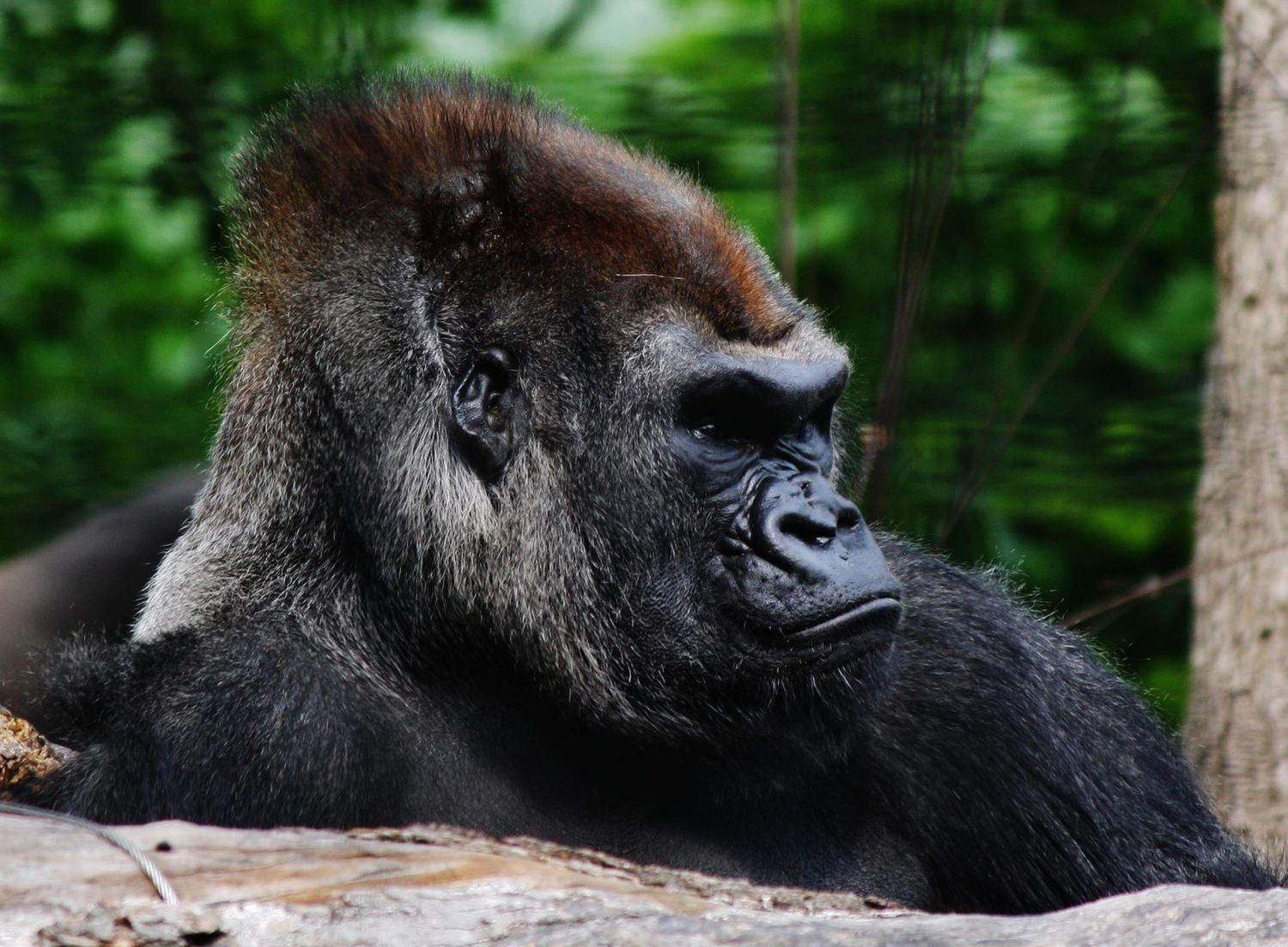 Large gorilla resting in natural forest habitat.