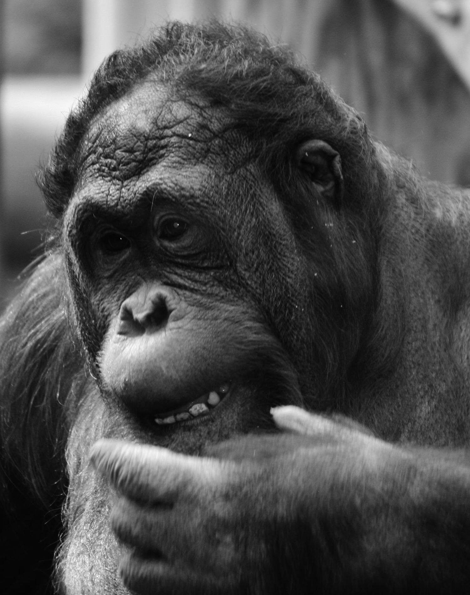 Black and white portrait of an orangutan with expressive face and gentle smile.