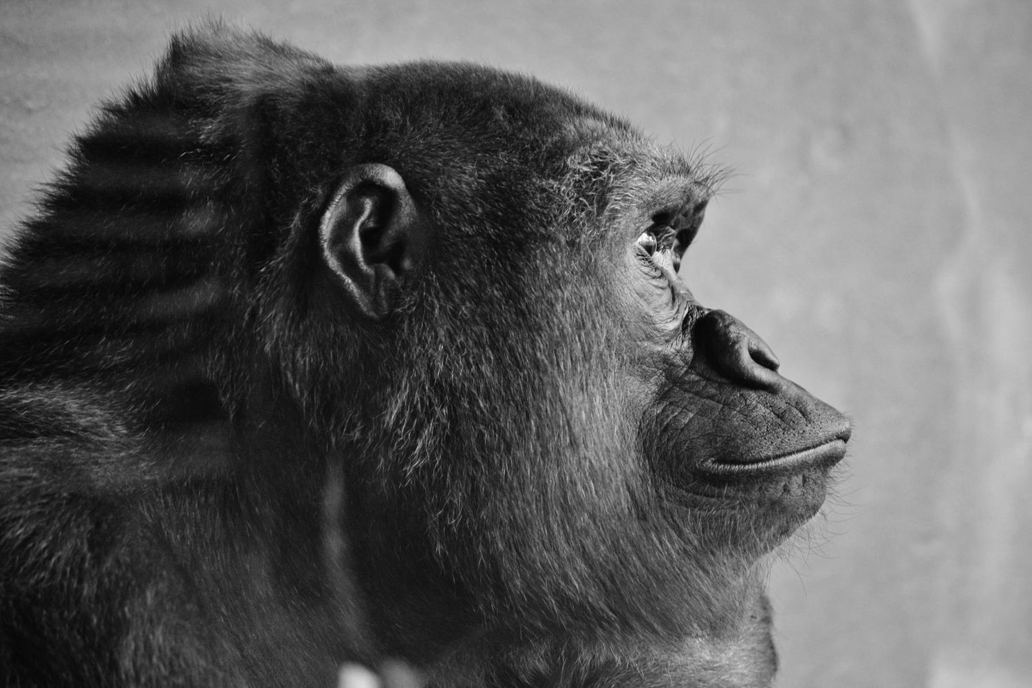 Side profile of a gorilla's face in black and white showing detailed features and expression.