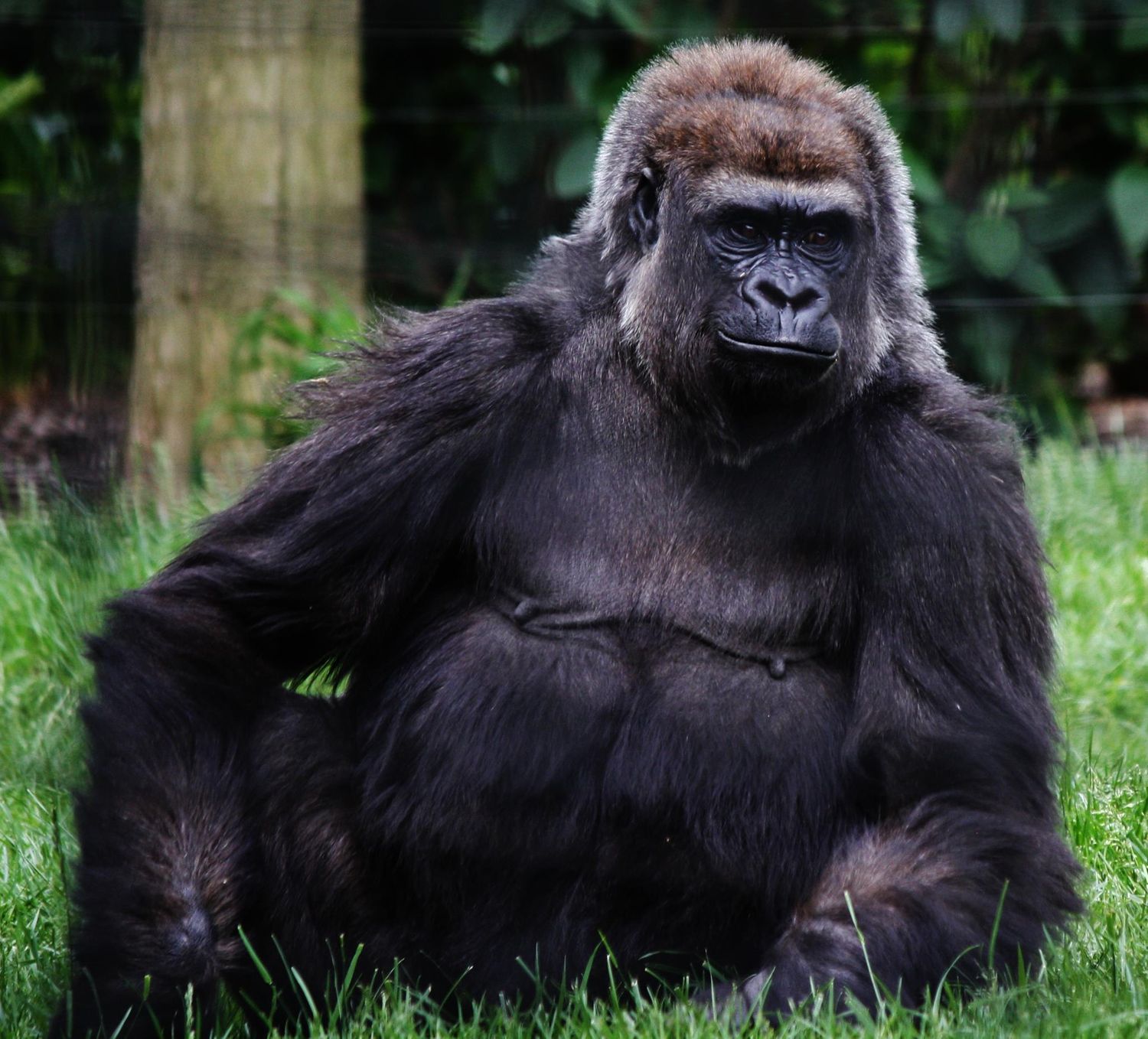 Adult gorilla lounging in green grass near wooden enclosure.