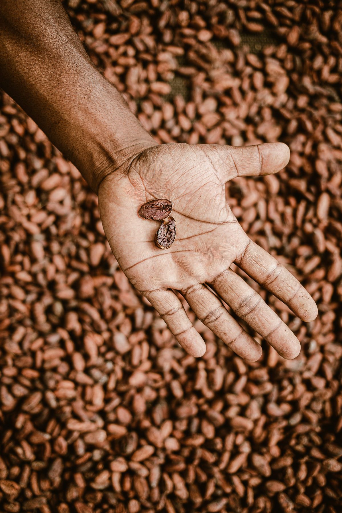 Hand shows two halves of a cacao bean on the palm
