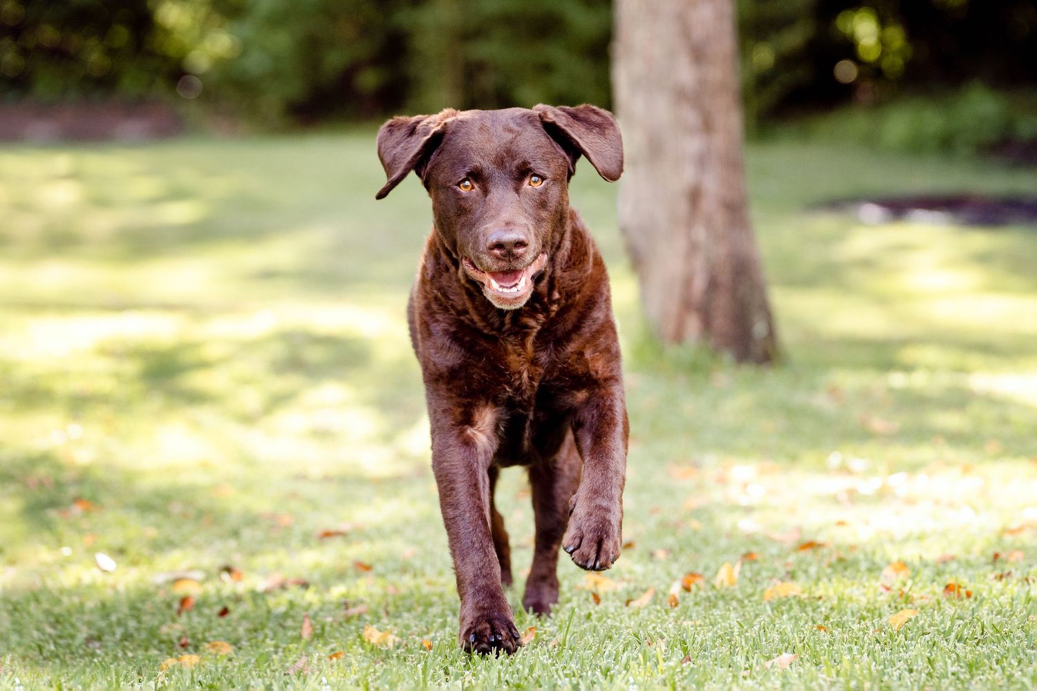 labrador during a photoshoot in Balgowlah