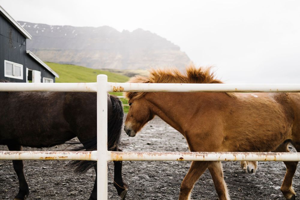 Brown Icelandic horse walking past a white fence with mountains in the background.