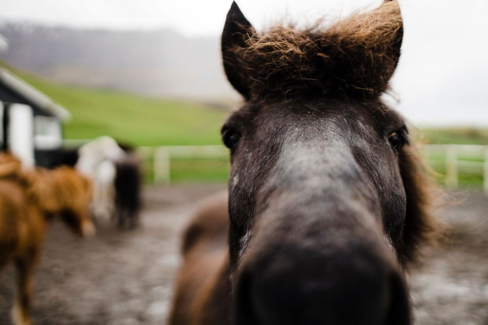 Close-up view of horse's face with other horses grazing in background.