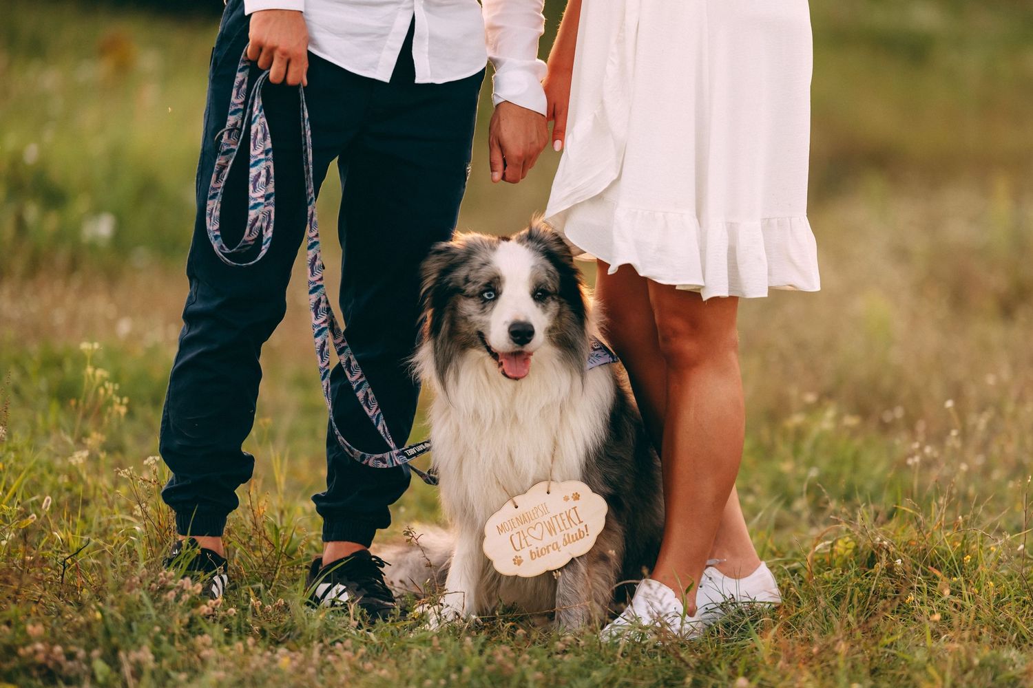 Playful Australian Shepherd dog joins couple during outdoor photoshoot in meadow.