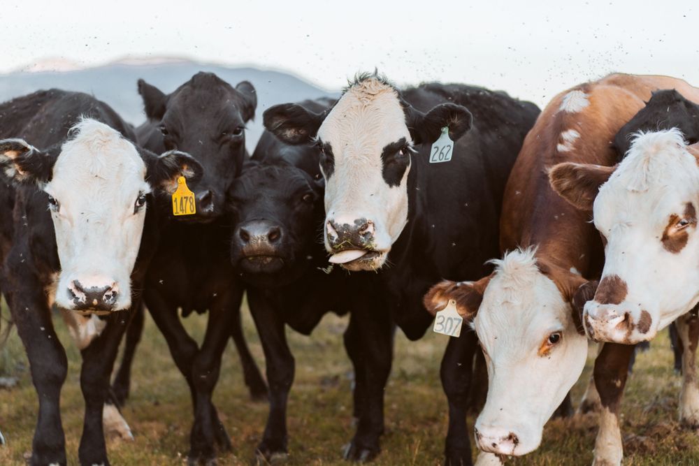 Row of black and white dairy cows lined up showing their faces in a field.