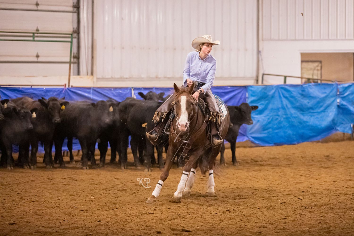 Horse cutting a cow away from the herd