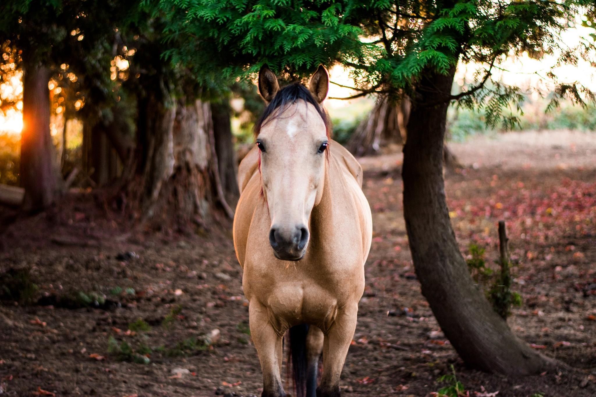 Brown horse walking in the woods