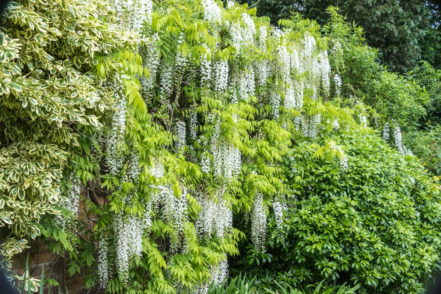 White flowering wisteria on a wall