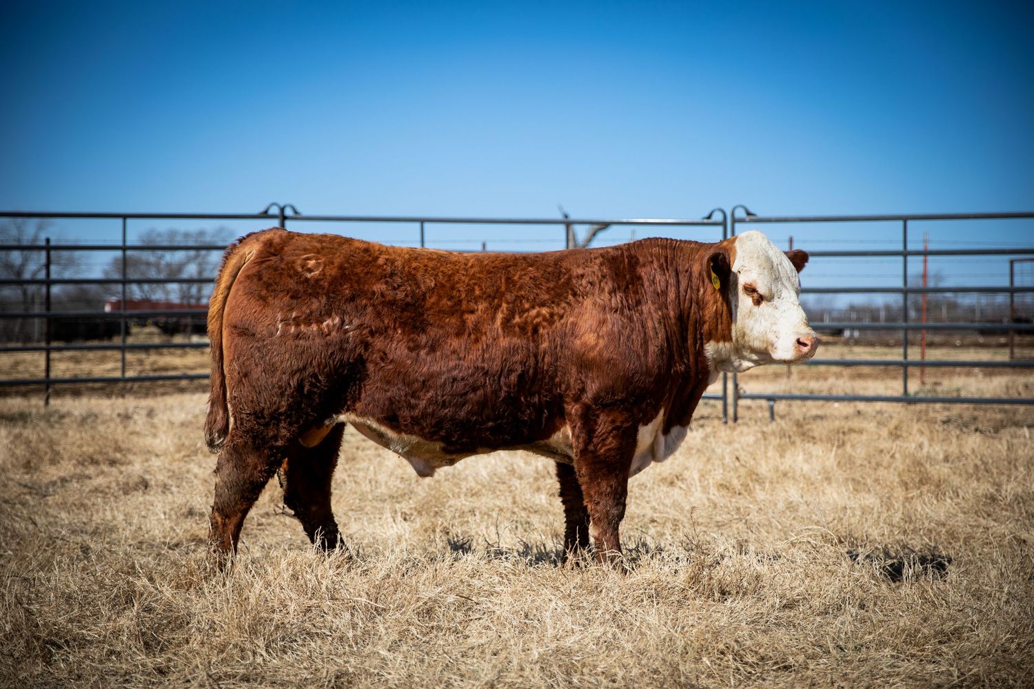 Brown and white Hereford bull standing in dry field with metal fence behind.