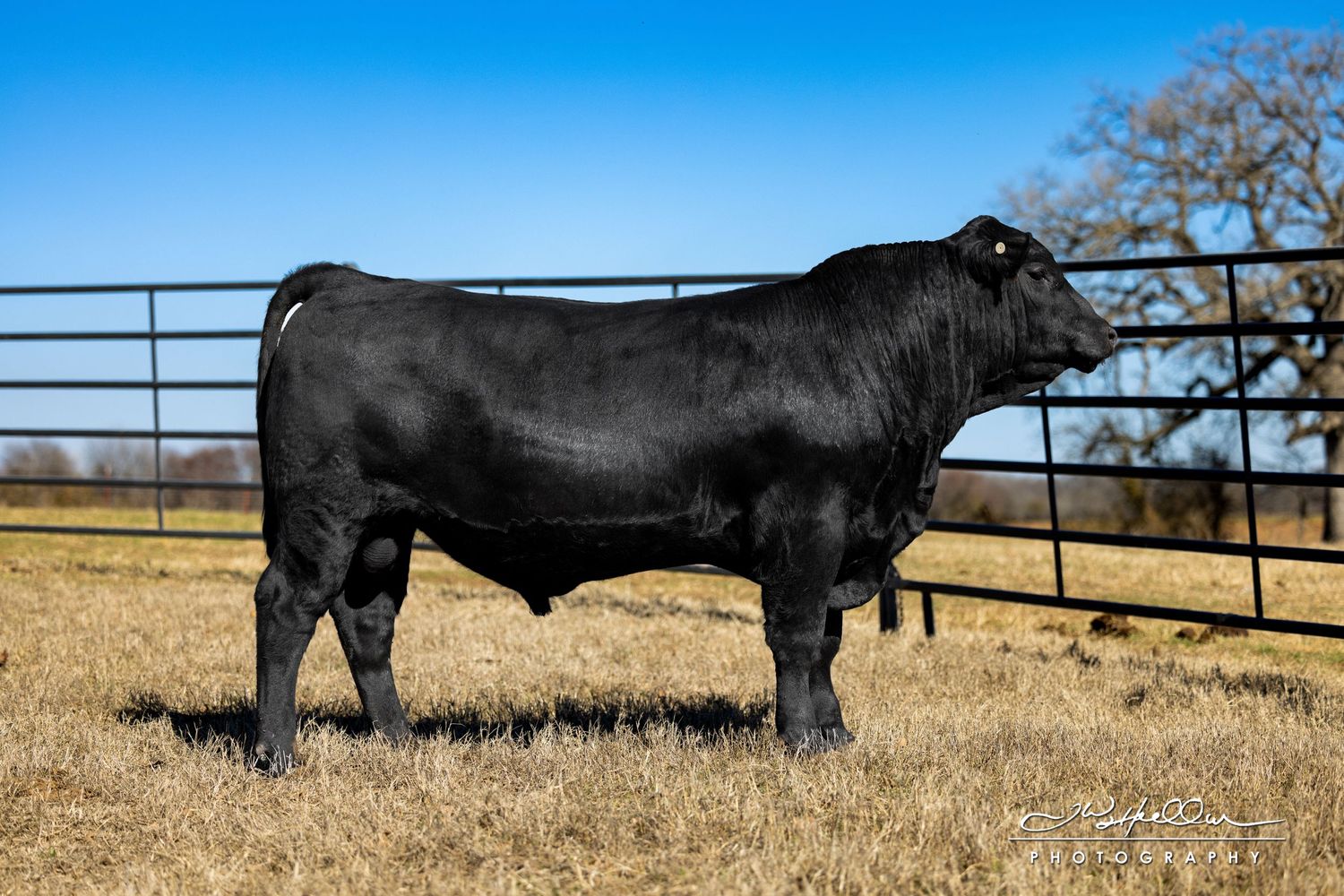 Black Angus bull displaying strong profile stance in dry winter pasture with metal fence.