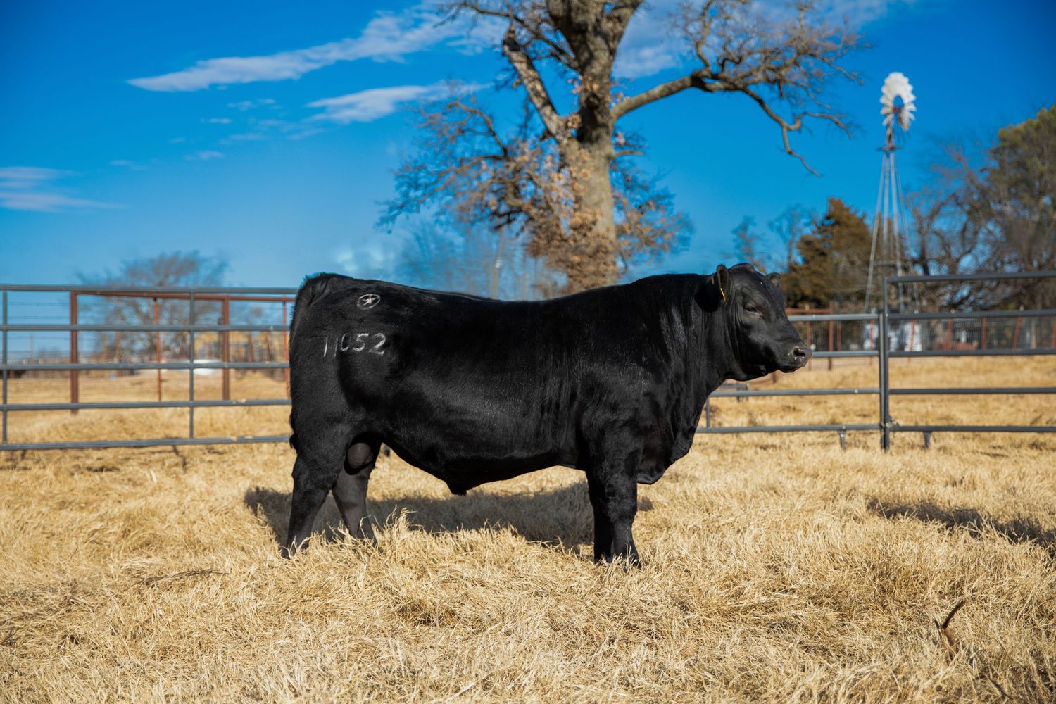 Large black Angus bull posing in dry pasture with windmill and fence in background.