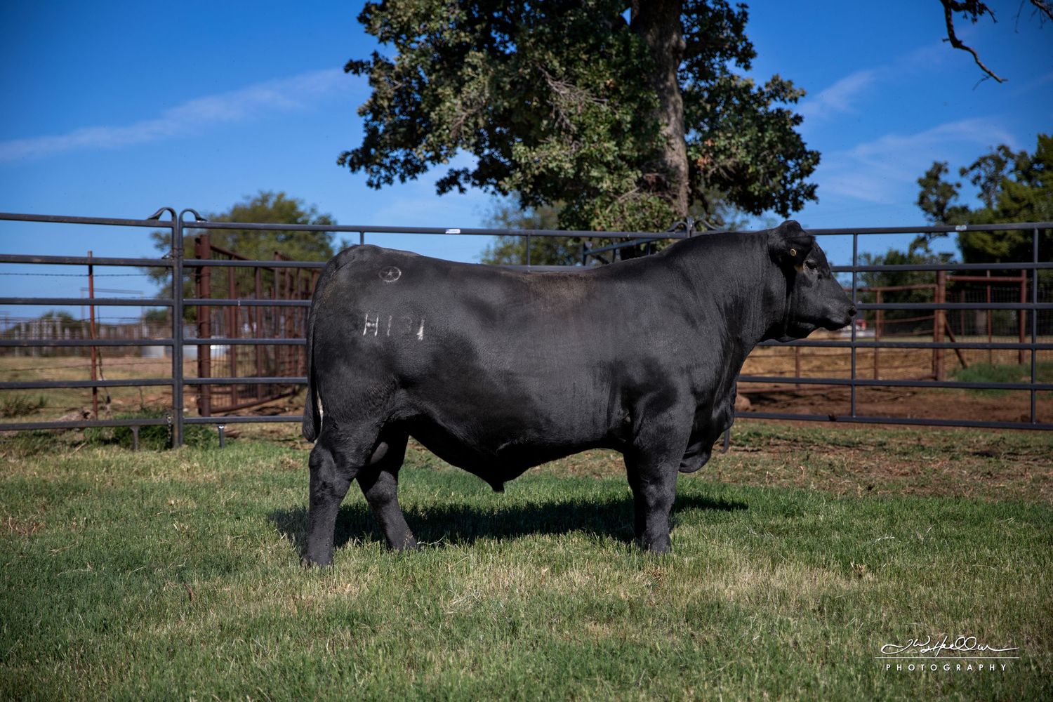 Muscular black bull standing in grassy field with metal corral panels behind.