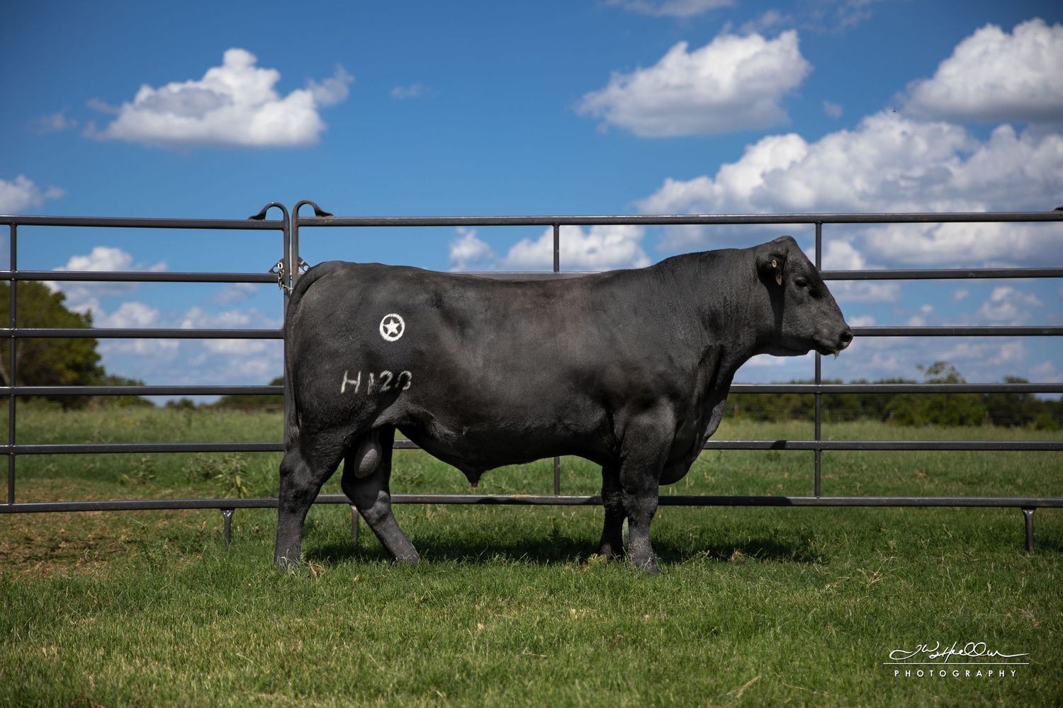 Black Angus bull walking in green pasture with metal fence and puffy clouds overhead.