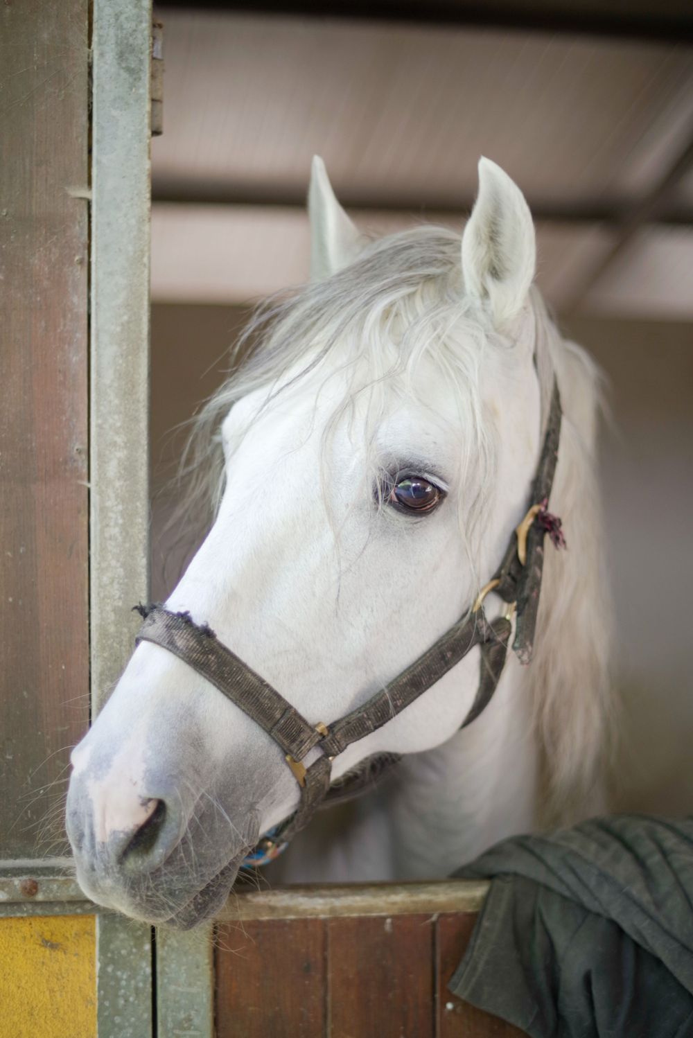 Close-up portrait of a white horse with gentle eyes peering from its stable.