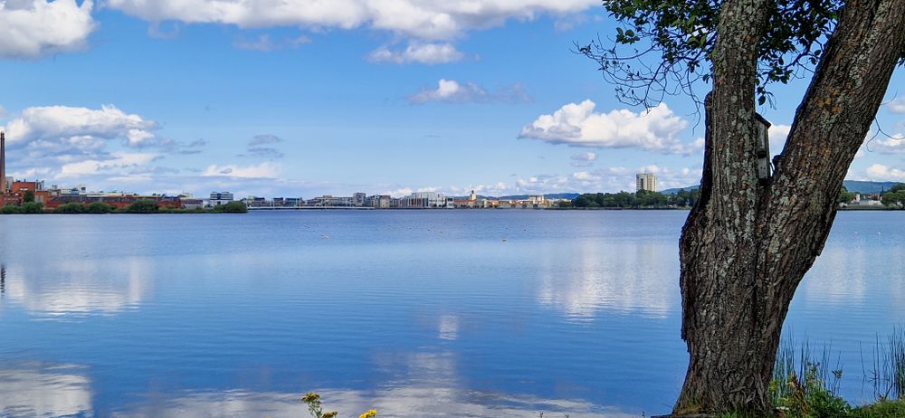 Serene lakeside view with a leaning tree silhouetted against calm blue water and distant cityscape.