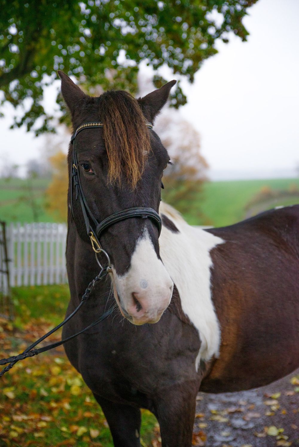 A brown and white paint horse with bridle poses against an autumn background.