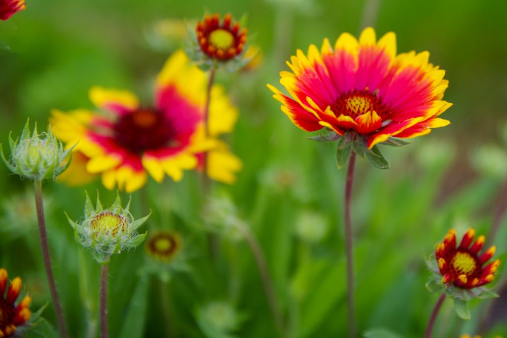 Vibrant red and yellow blanket flowers bloom in a garden with soft bokeh effect.