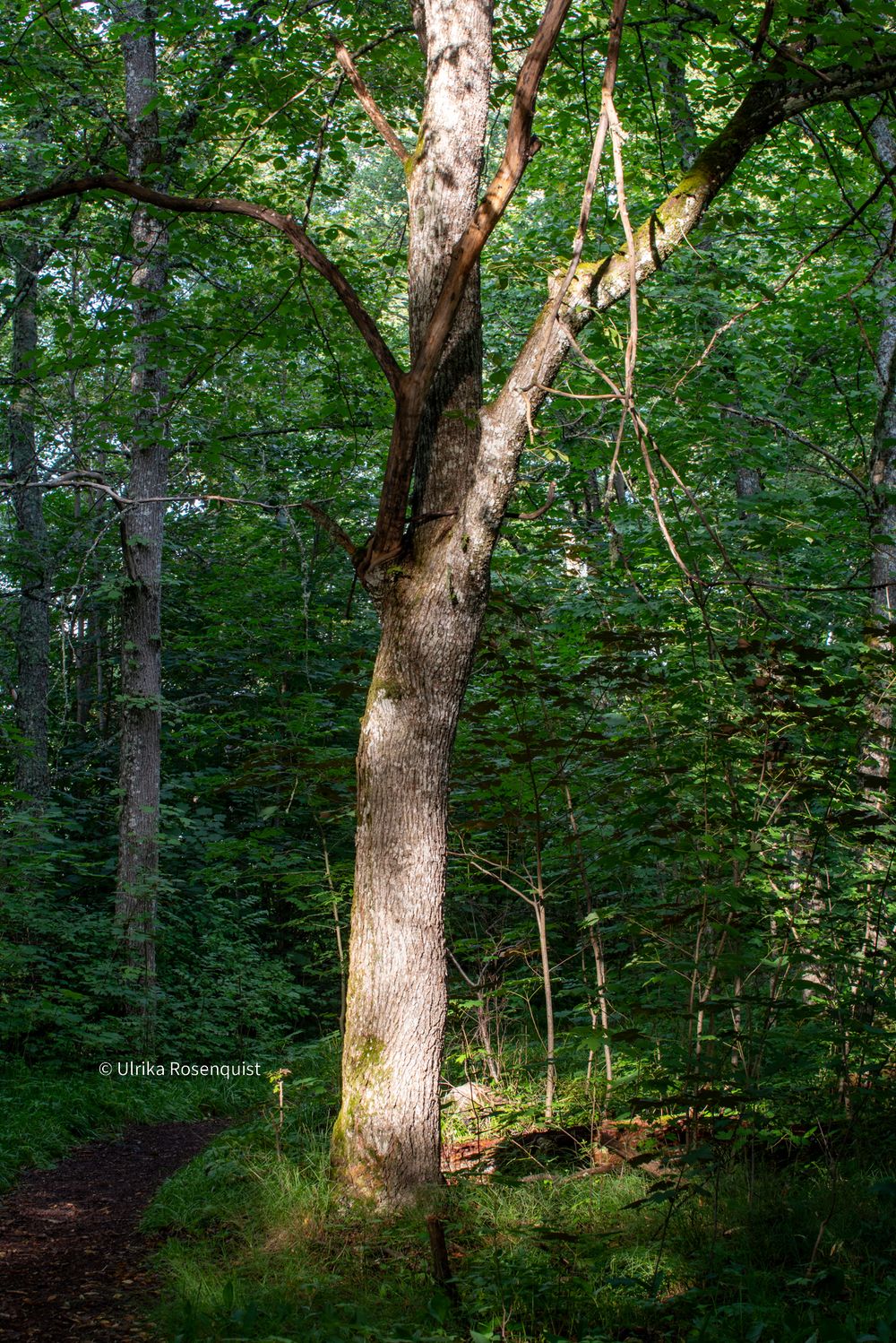 Sunlight illuminates a tall tree trunk in a lush green forest setting with a dirt path visible in the background.