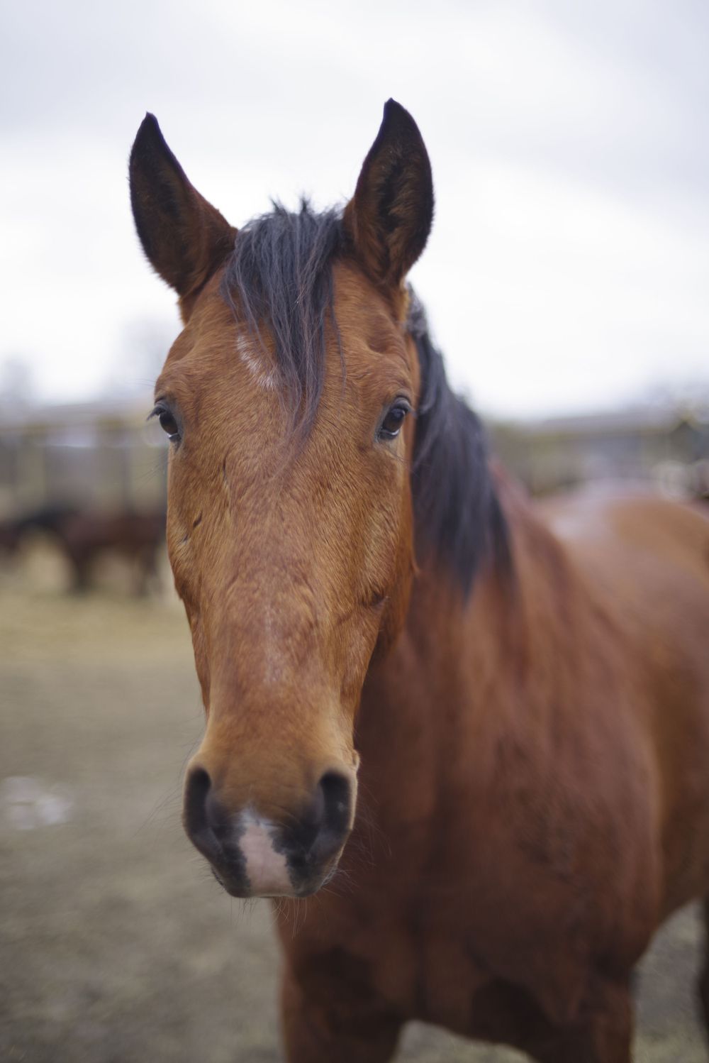 Close-up portrait of a brown horse with alert ears and gentle eyes against a blurred background.