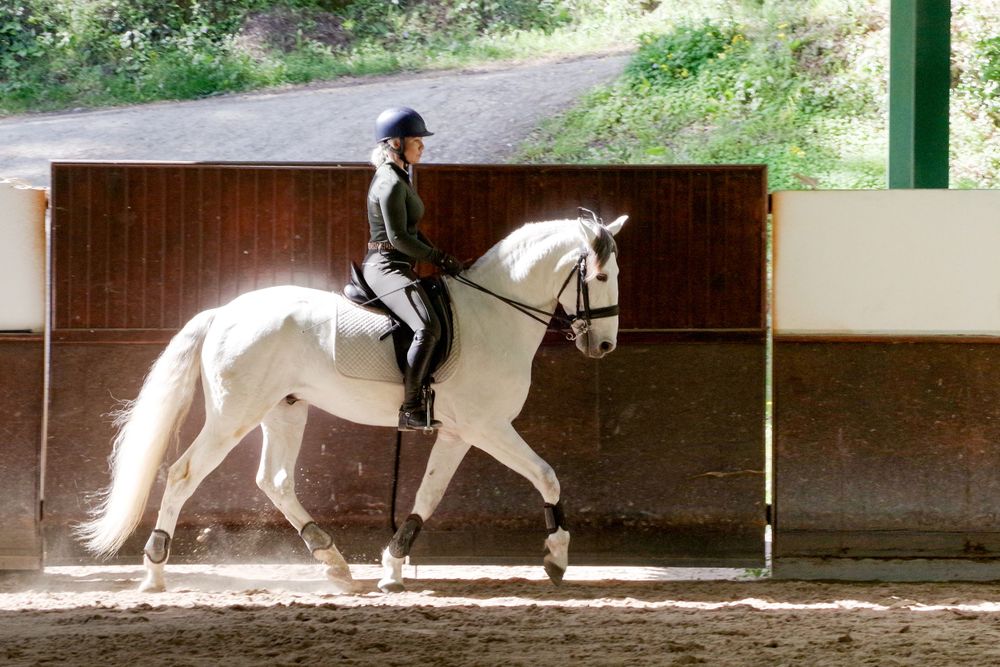A white horse and rider practicing dressage movements in an indoor arena.