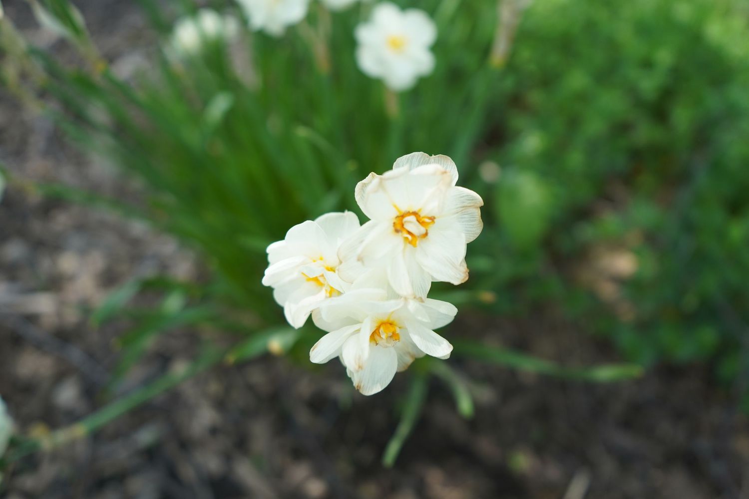 White daffodil flowers with yellow centers blooming in a garden.