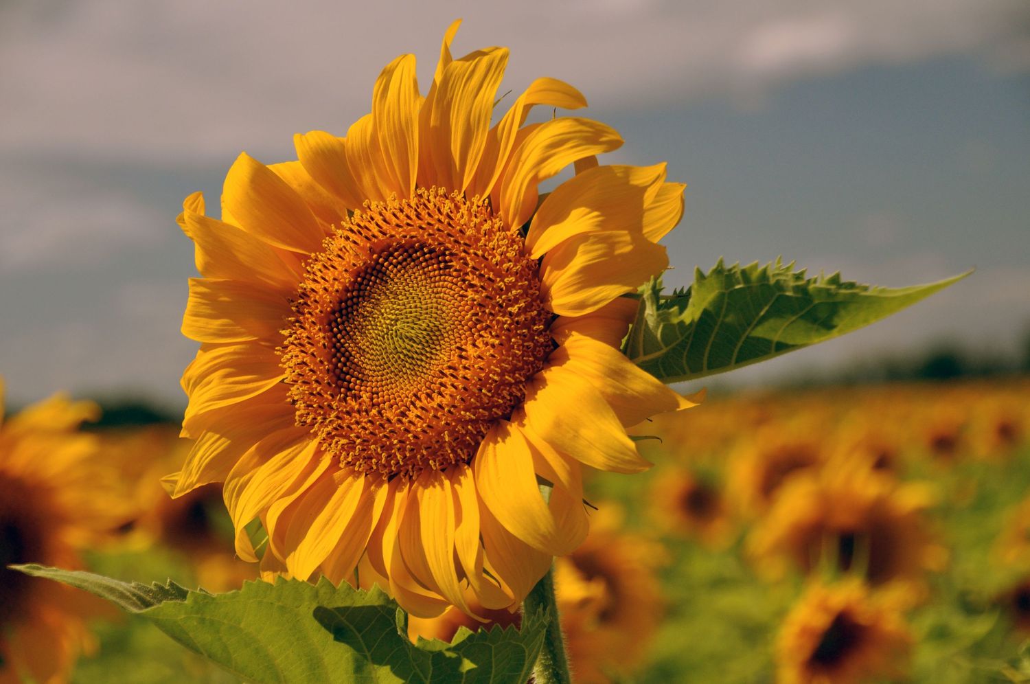 North Dakota Sunflowers