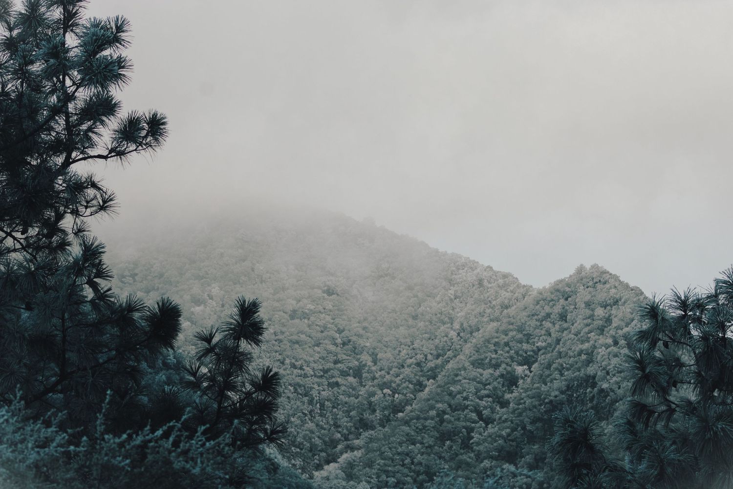 Misty mountain landscape with snow-dusted pine trees under an overcast sky.