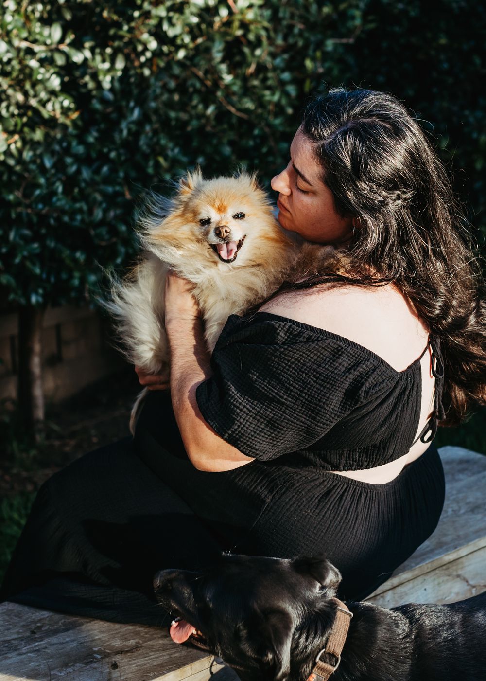 pet photography