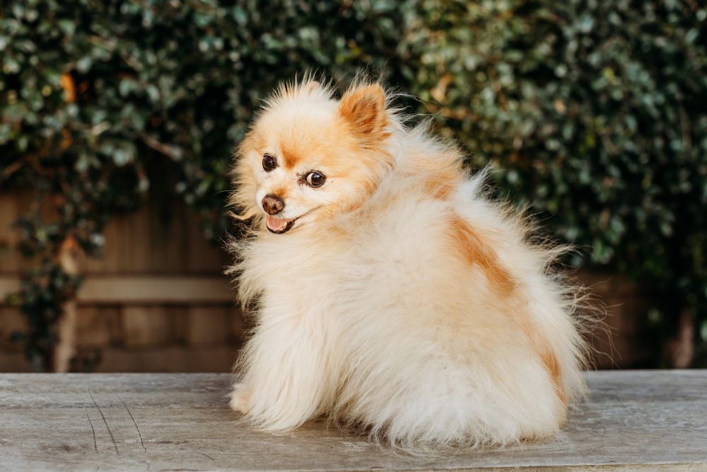 pet photography