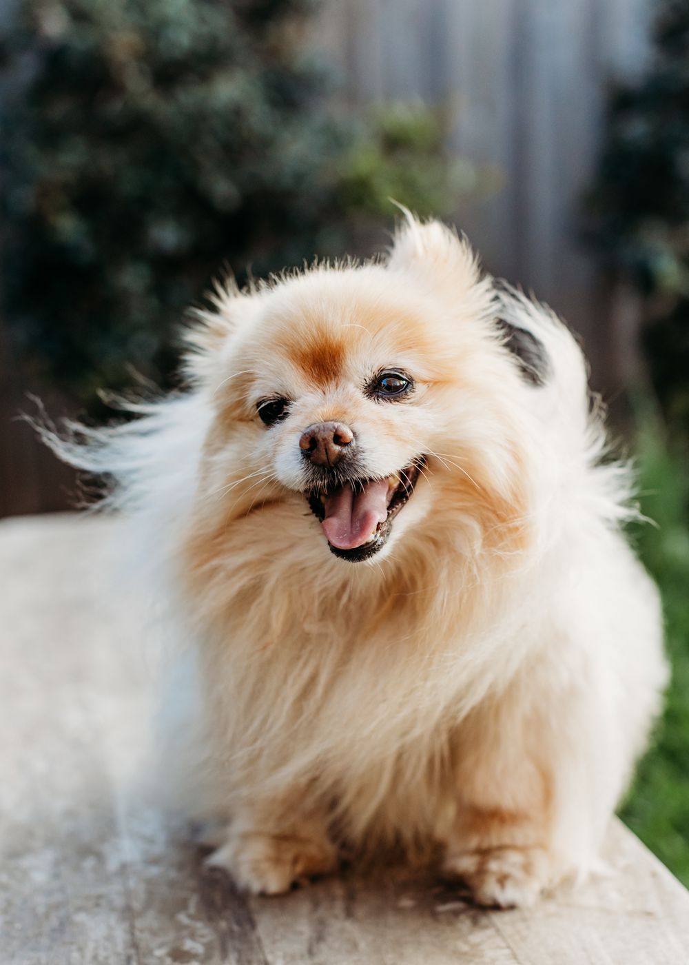 pet photography