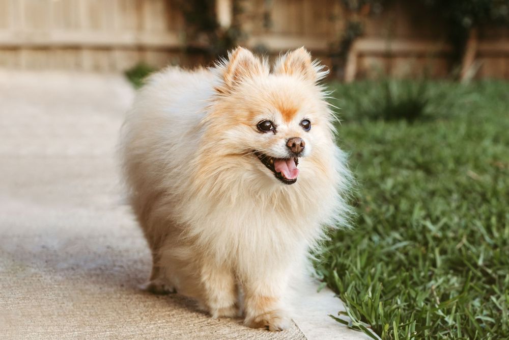 pet photography