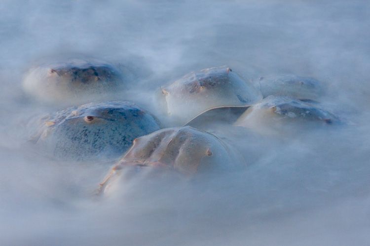 Horseshoe Crabs Spawn in Blurred Water off the coast of Delaware