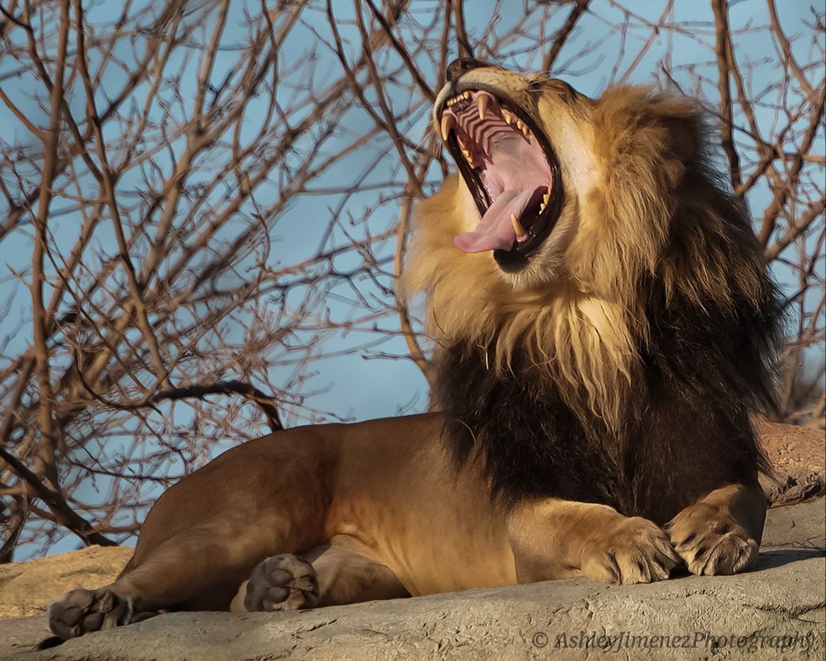 lion
animal photographer
animal photography
zoo
wildlife photographer
wildlife photography
Fresno photographer