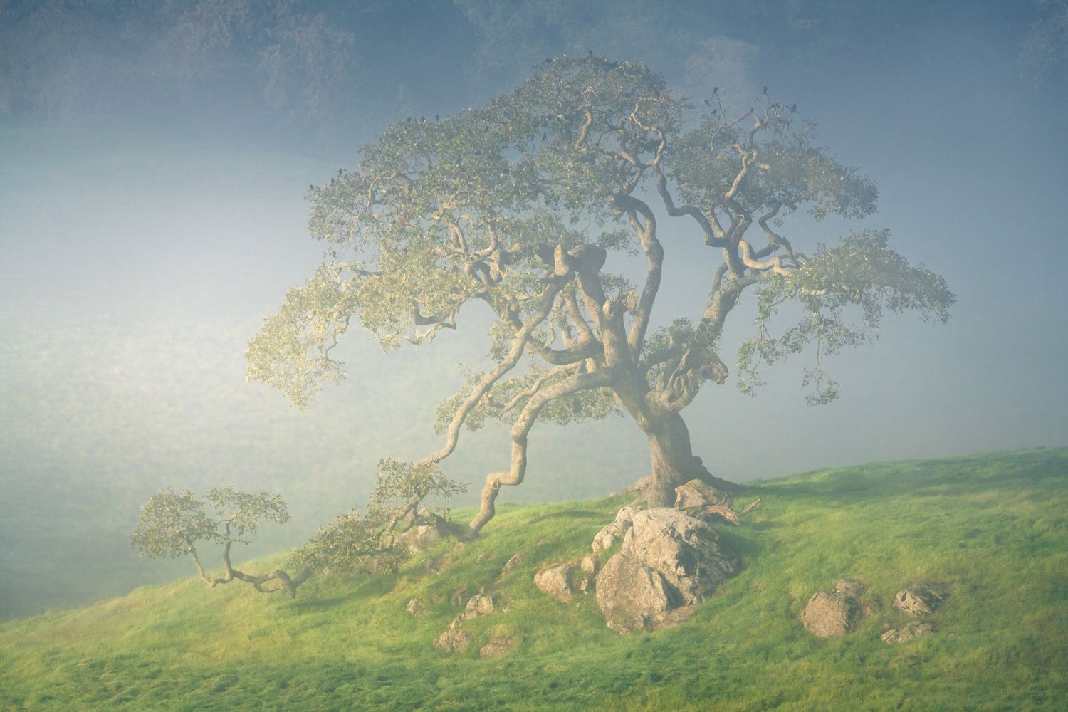 A lone windswept tree stands on a misty hillside at dawn with rocks scattered around its gnarled trunk.