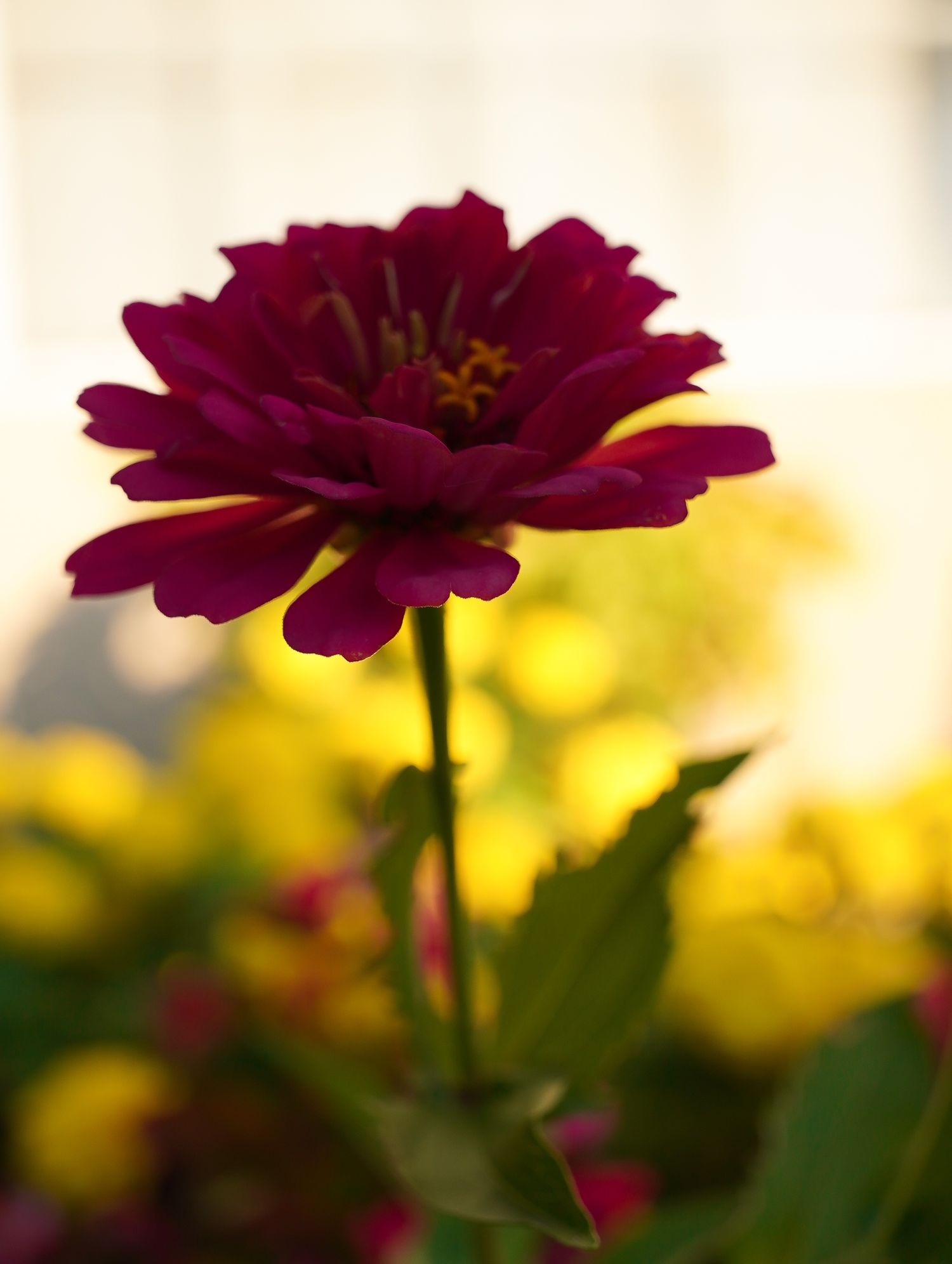 landscape photographer
street photographer
Fresno photographer
nature photographer
flower