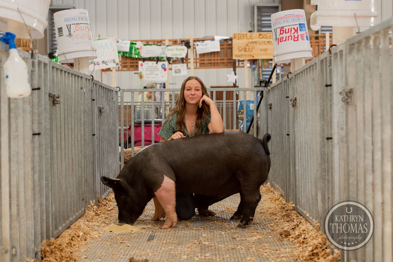 A Hampshire pig stands in a sawdust-filled exhibition pen with signs and banners visible in the background.