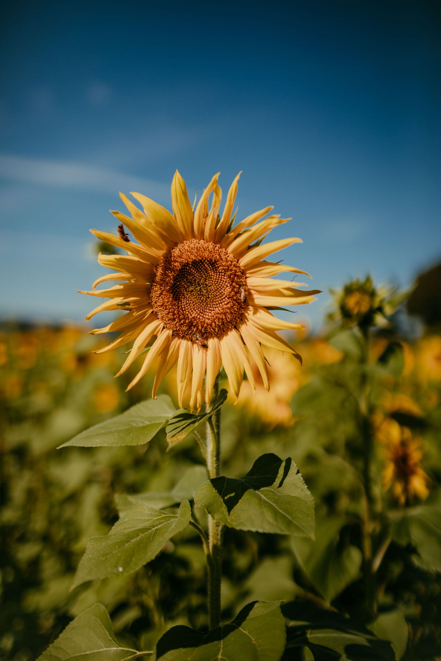 single sunflower in focus in field of flowers portland oregon nature photography