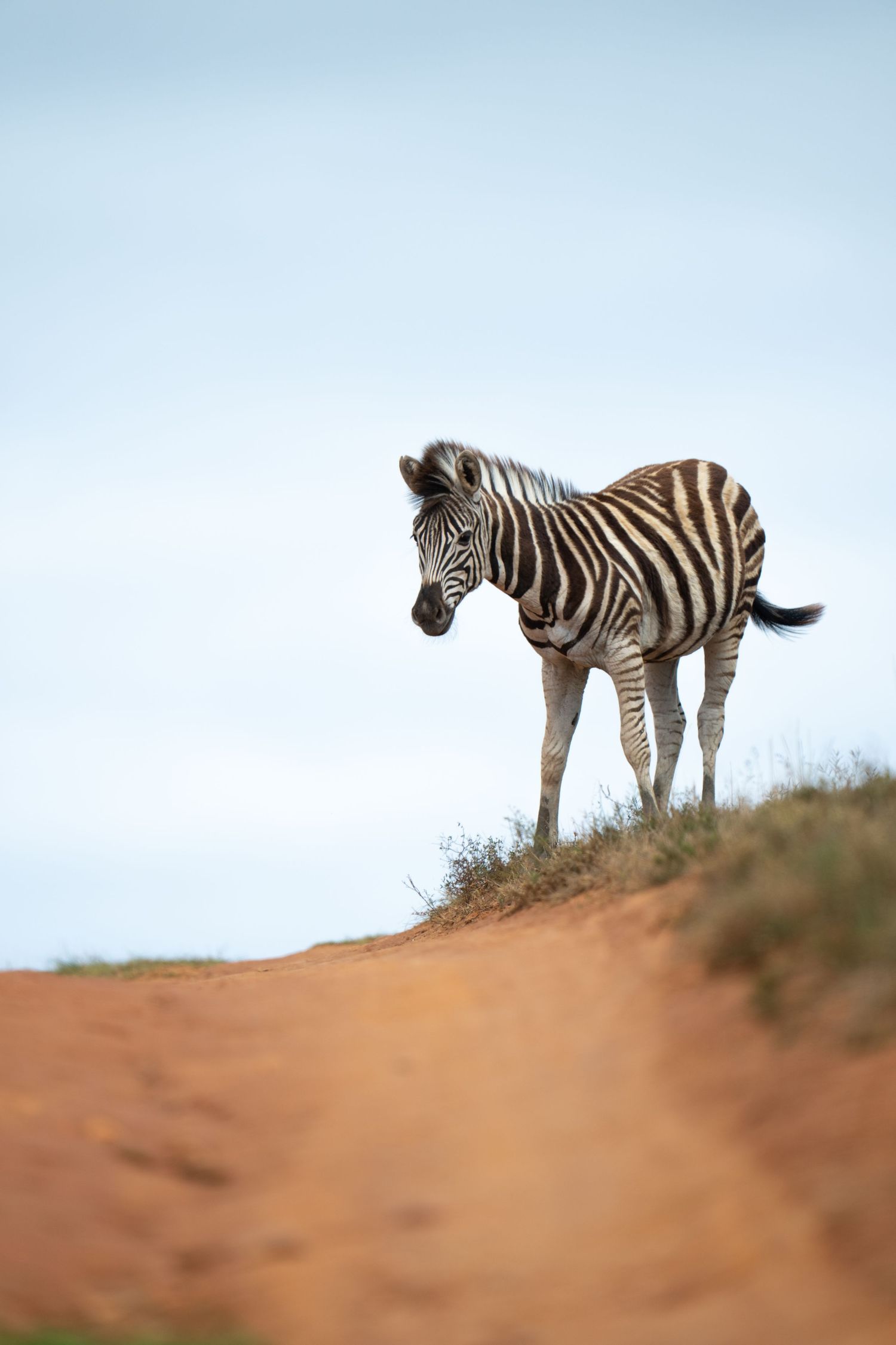 Zebras standing on red sandy hill against blue sky background.