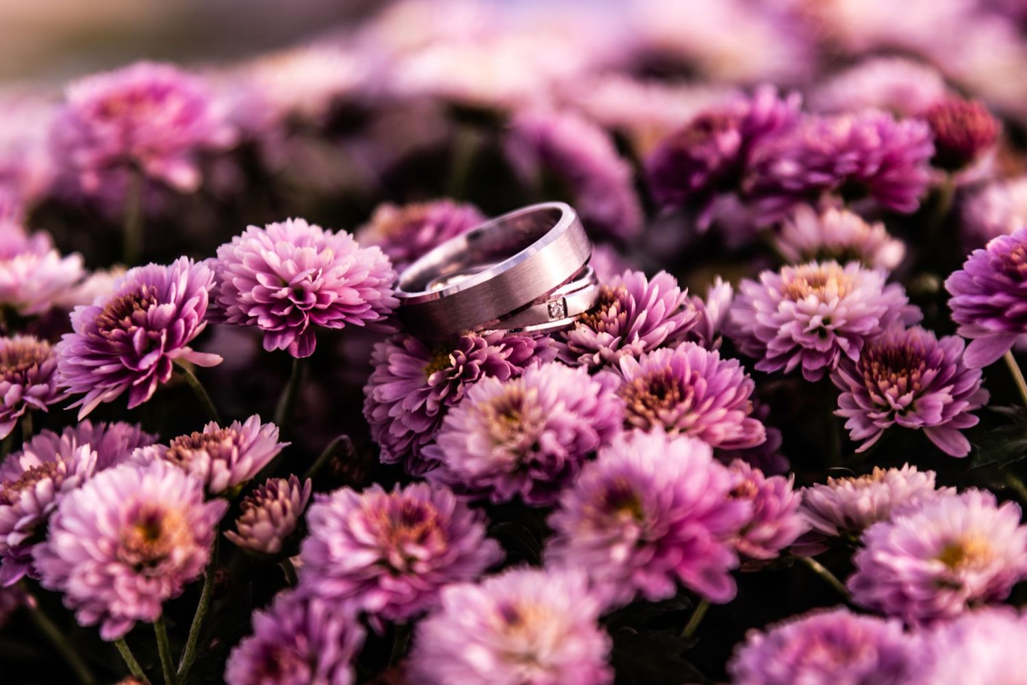 Close-up view of pink chrysanthemum flowers in full bloom against dark background.
