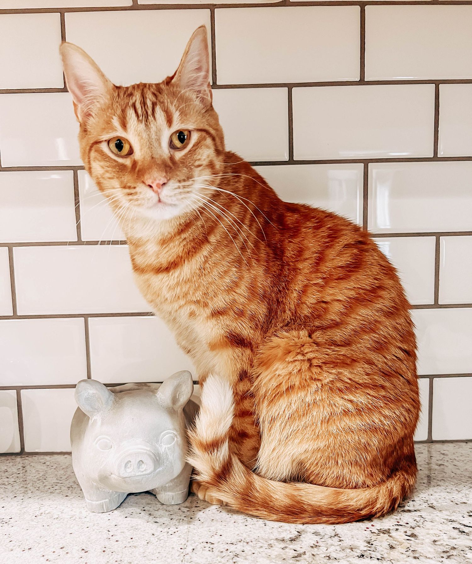 An orange tabby cat sits next to a white ceramic piggy bank against white subway tile.