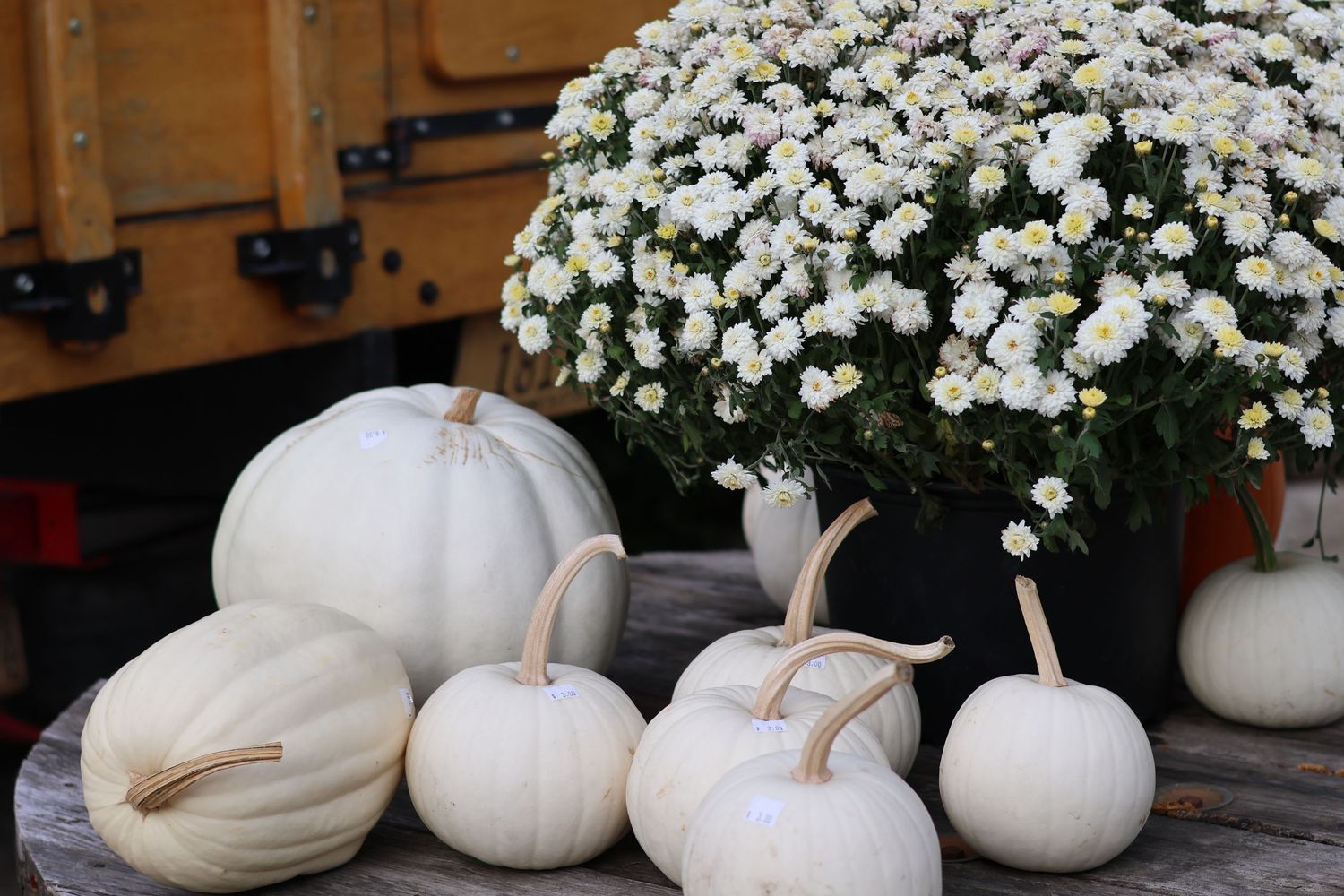 White pumpkins and chrysanthemums create rustic fall display against wooden background.