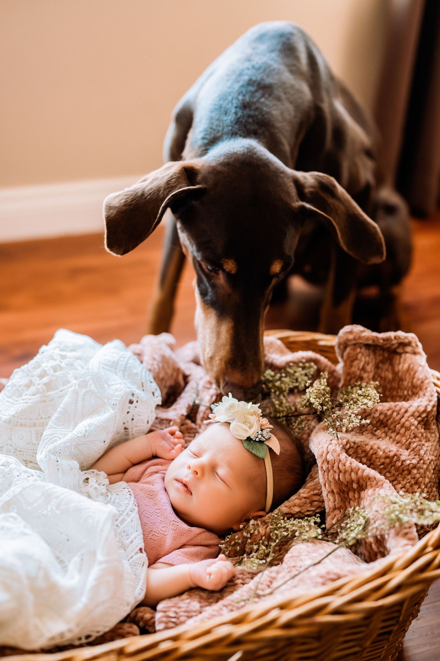 Newborn baby girl laying in a basket with flowers and dog kissing her head in home in Staten Island,NY